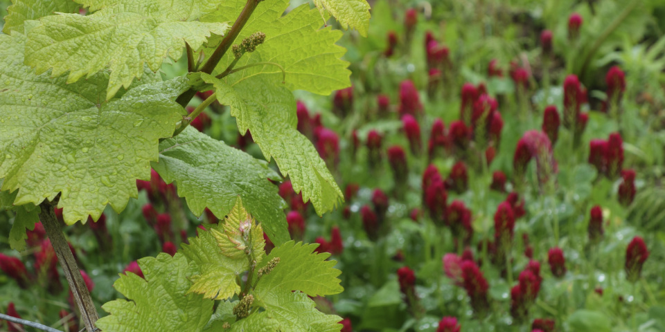 Bilder des Weinjahres