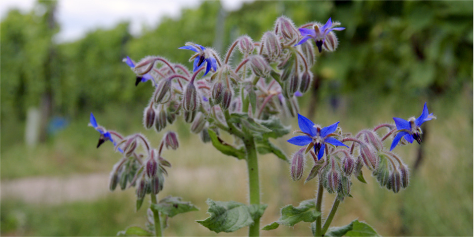 Bilder des Weinjahres