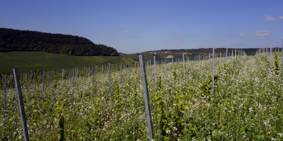 Bilder des Weinjahres