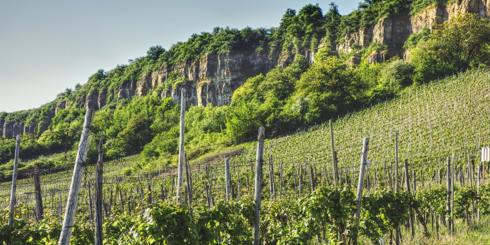 Bilder des Weinjahres