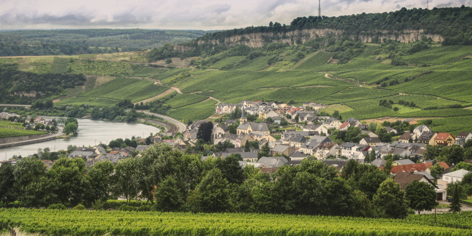 Bilder des Weinjahres