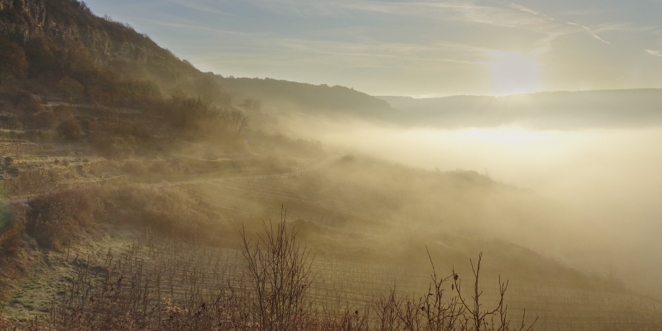 Bilder des Weinjahres