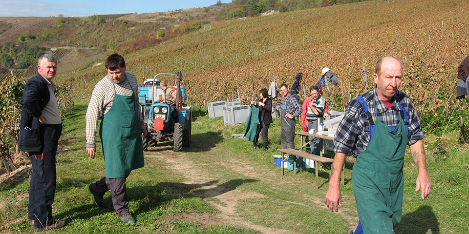 Bilder des Weinjahres