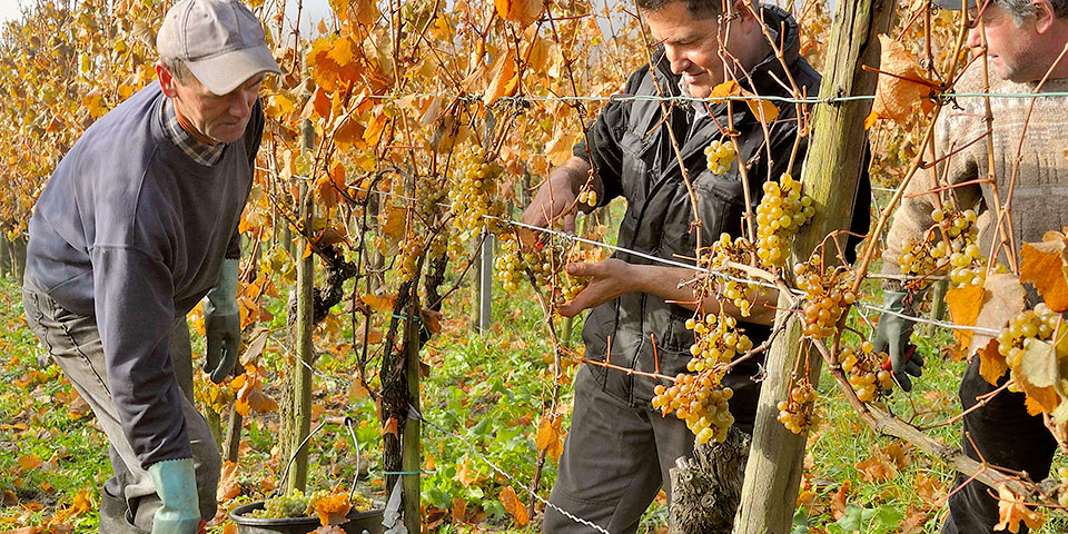 Bilder des Weinjahres